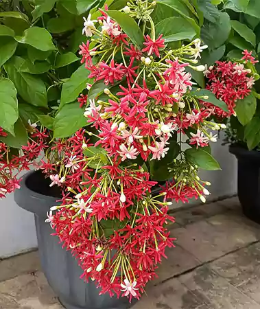 Madhumalti
