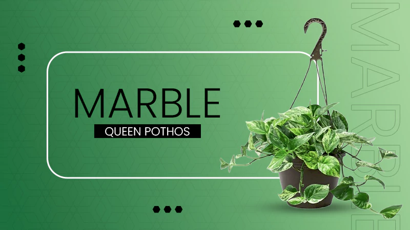 Marble Queen Pothos