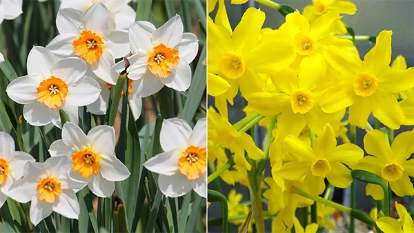 March birth flowers