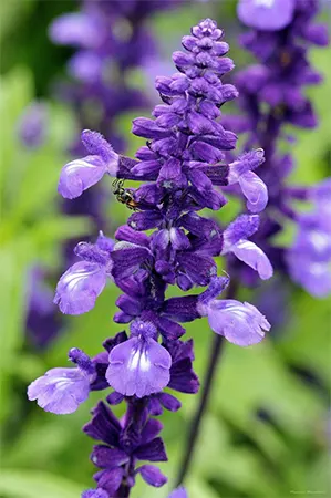 Mealycup sage