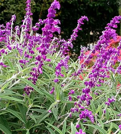 Mexican bush sage