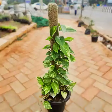 Money Plant