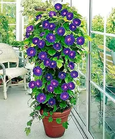 Morning Glory
