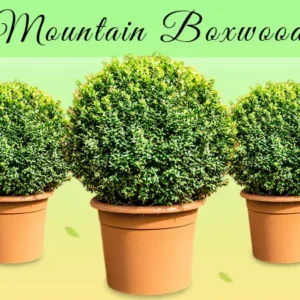 Mountain Boxwood