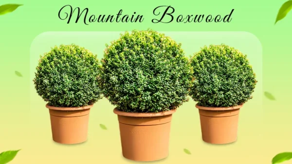 Mountain Boxwood