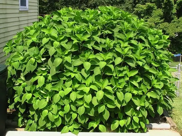 No flowering in the plant