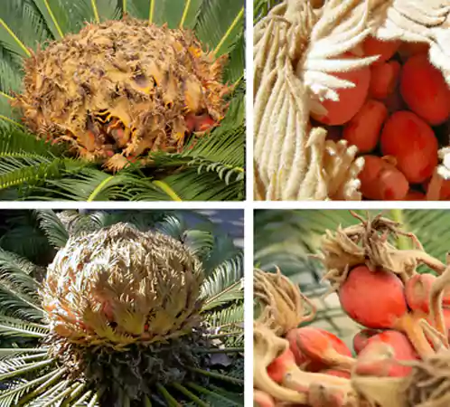 Offset of the Cycas plants