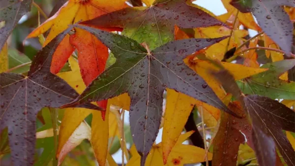 Orangish yellow to purplish black leaves of Slender Sweetgum