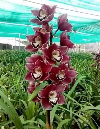 Orchid
