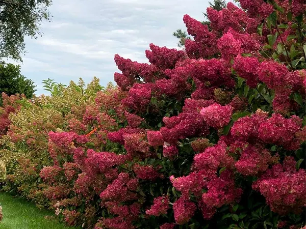 Panicle Hydrangeas landscaped in an outdoor garden