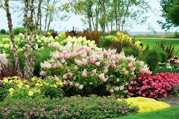 Paniculata combined with other plants for landscaping
