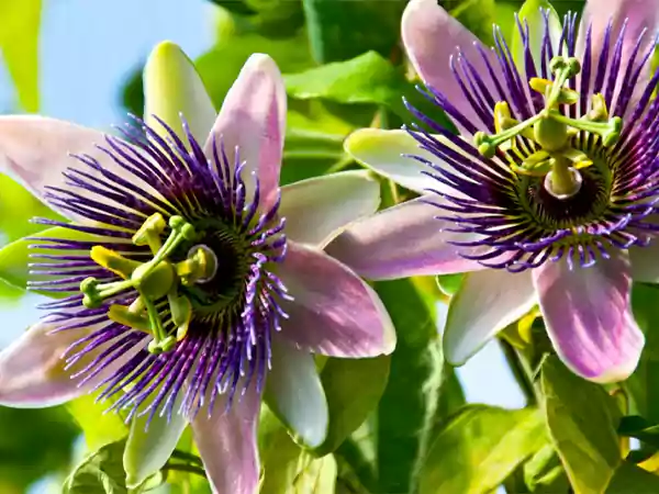 Passion Flower