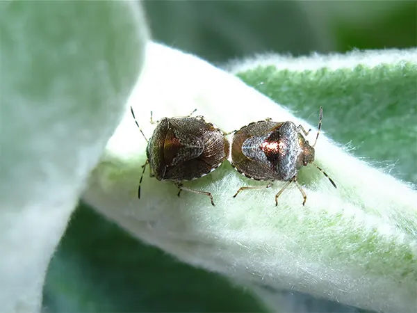 Pest infestation on the Donkey’s Ear leaves