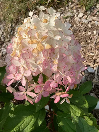 Phantom Cultivar