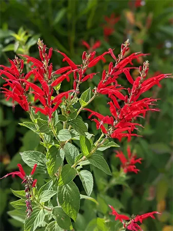 Pineapple sage