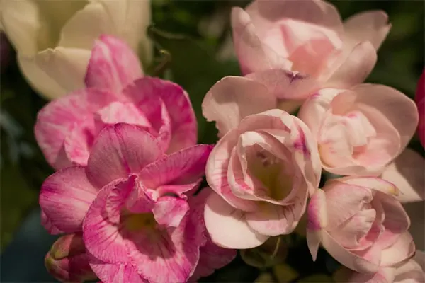 Pink Attraction