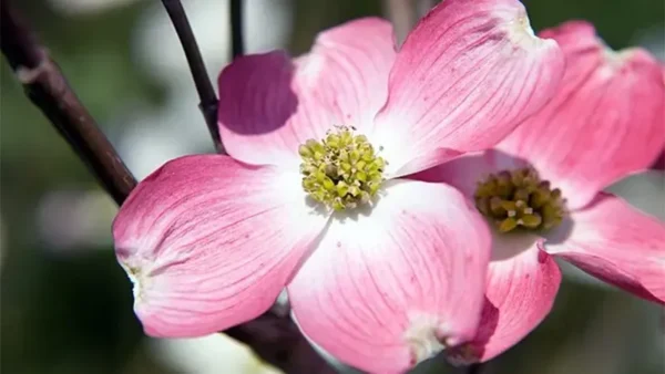 Pink Dogwood Tree Image