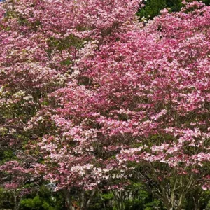 Pink Dogwood Tree Image