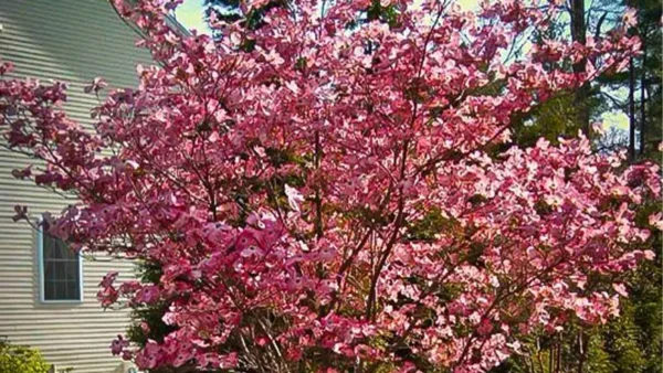 Pink Dogwood Tree Image