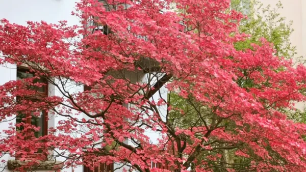 Pink Dogwood Tree Image