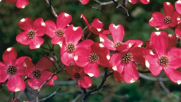 Pink Dogwood Tree Image