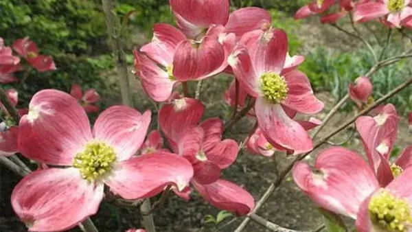 Pink Dogwood Tree Image