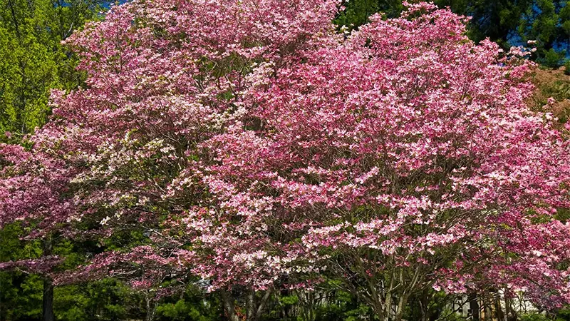 Pink Dogwood Tree Image