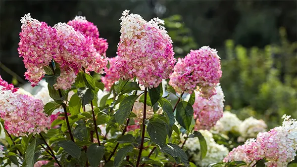 Pink shade of H. paniculata