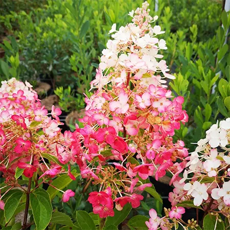 Pinky Winky cultivar