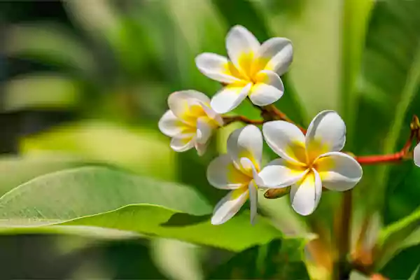 Plumeria