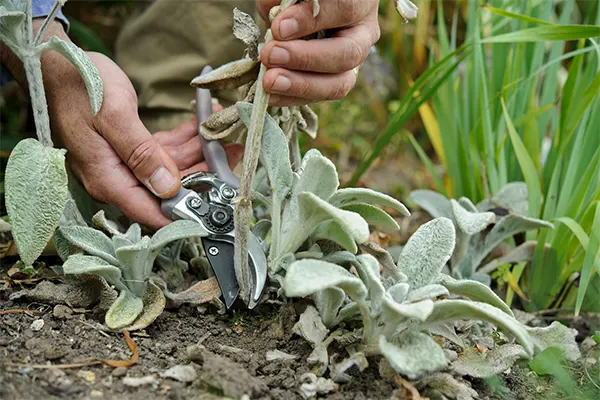 Propagating Donkey’s Ears through division