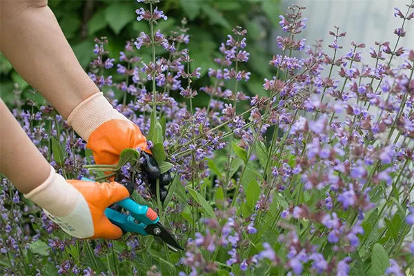 Pruning the salvias during early spring