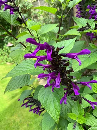 Purple flowers on a black stem