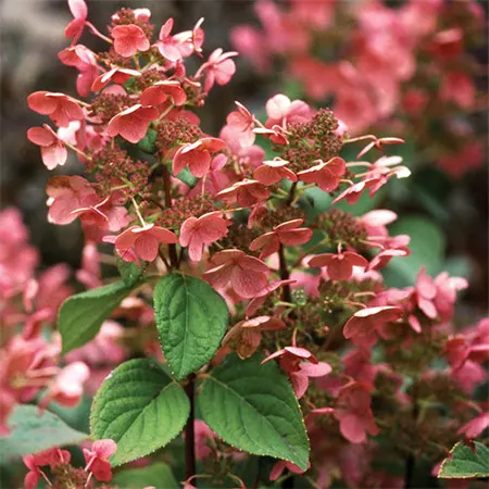 Quick Fire cultivar