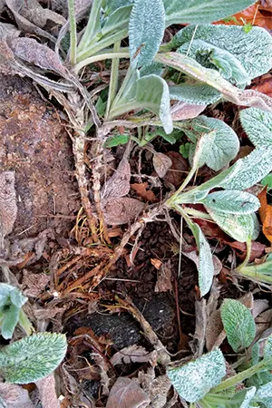 Root rot in the S.byzantina