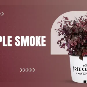 Why the Royal Purple Smoke Tree is a Showstopper in Every Landscape?