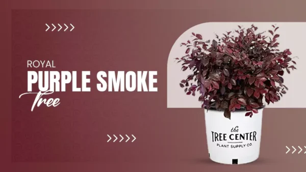 Why the Royal Purple Smoke Tree is a Showstopper in Every Landscape?