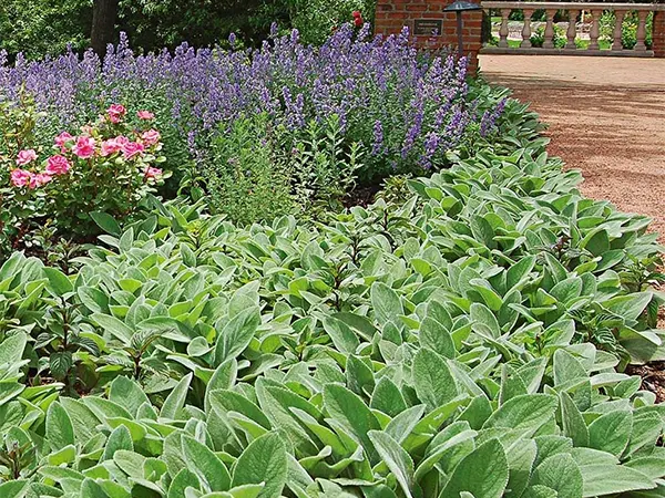 S. byzantina landscaped along the pathway