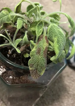 Saggy leaves of the salvia plant