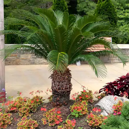 Sago plant enhancing the outdoor garden