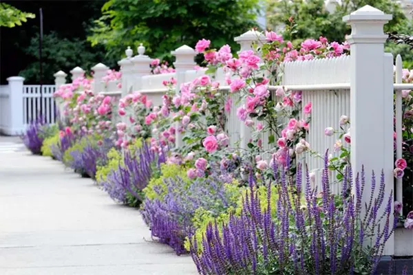 Salvia along the garden pathway