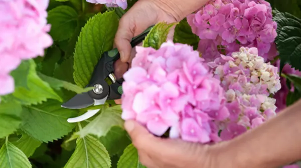 cSelecting a healthy stem for propagation of Paniculata