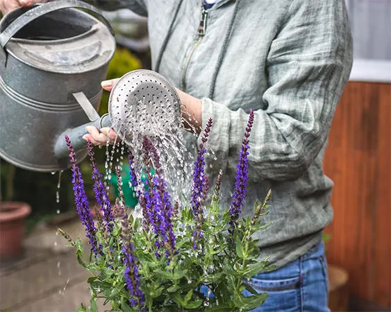 Semi-watering the salvia plant