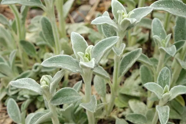 Silky Fleece cultivar