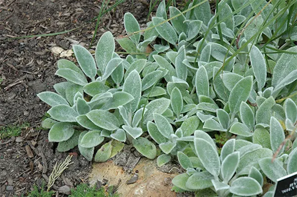 Silver Carpet cultivar
