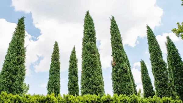 Sky touching Juniper trees