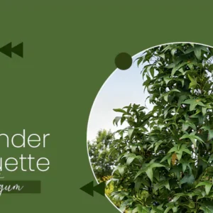 Slender Silhouette Sweetgum