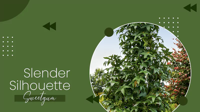 Slender Silhouette Sweetgum