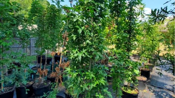Slender Silhouette plants in containers