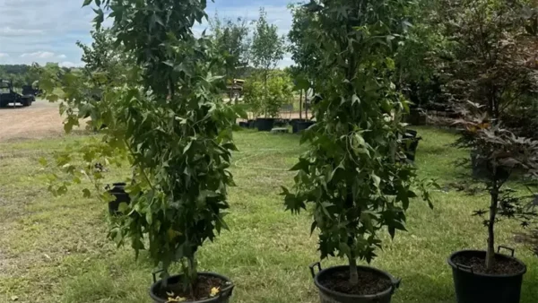 Slender Sweetgum Plants